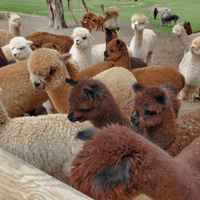 Alpaca Farm 